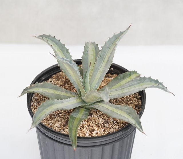 KUMA【大株・抜き苗】アガベ　華厳 KUMA【大株・抜き苗】アガベ 華厳 大株・抜き苗】アガベ 華厳