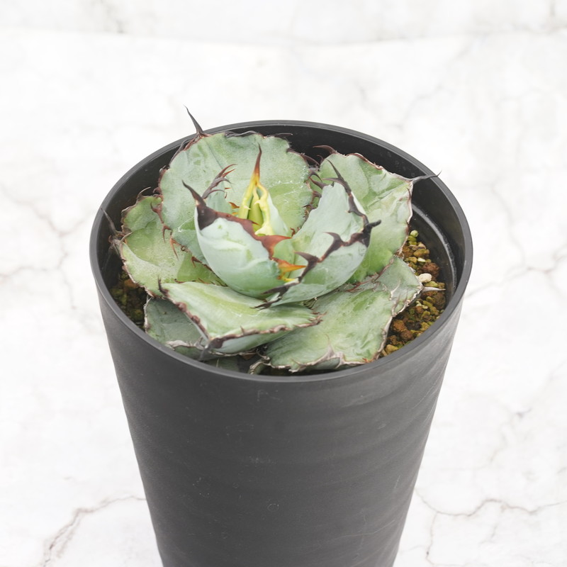 楽天市場】アガベ・チタノタ「ブラック＆ブルー」 子株付き株 3号