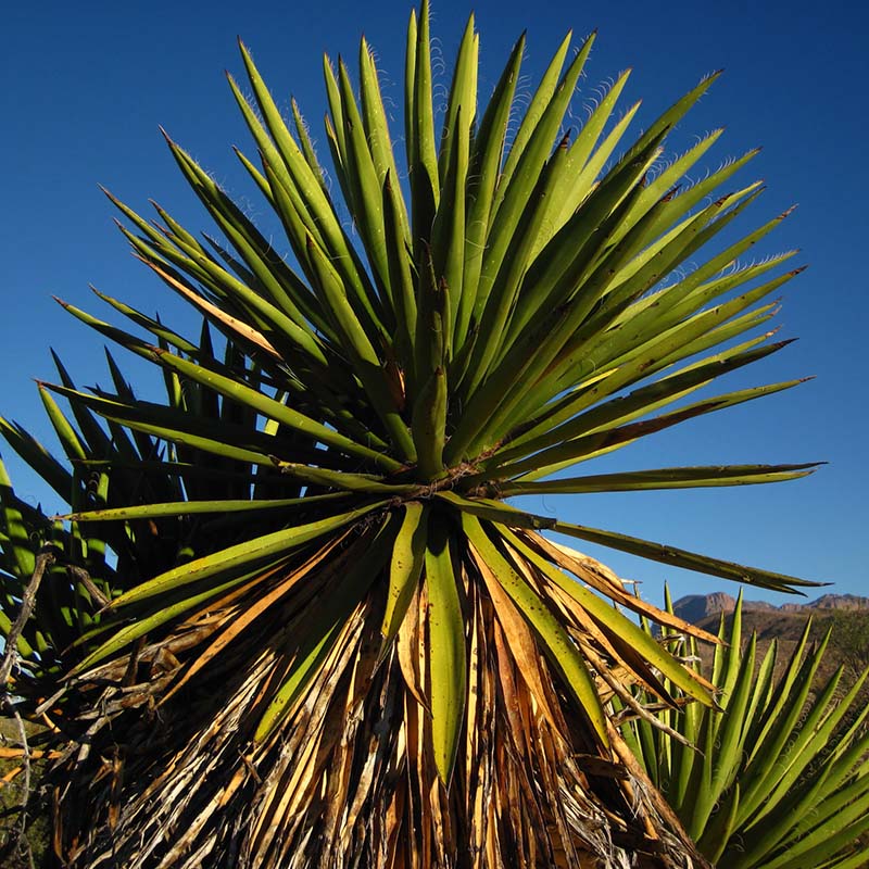 楽天市場】ユッカ（トンプソニアーナ） 4号 ポット苗 1鉢 ユッカトンプ