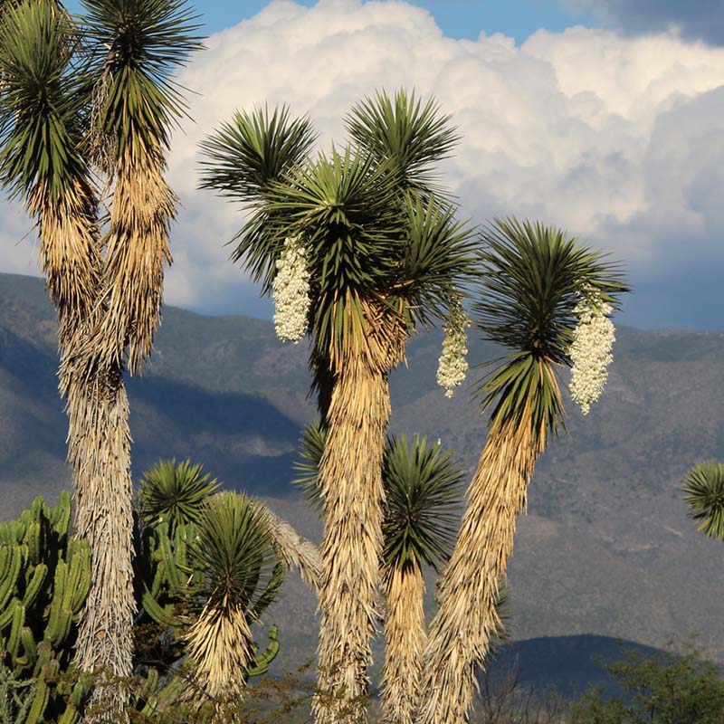 楽天市場】ユッカ（トンプソニアーナ） 4号 ポット苗 1鉢 ユッカトンプ