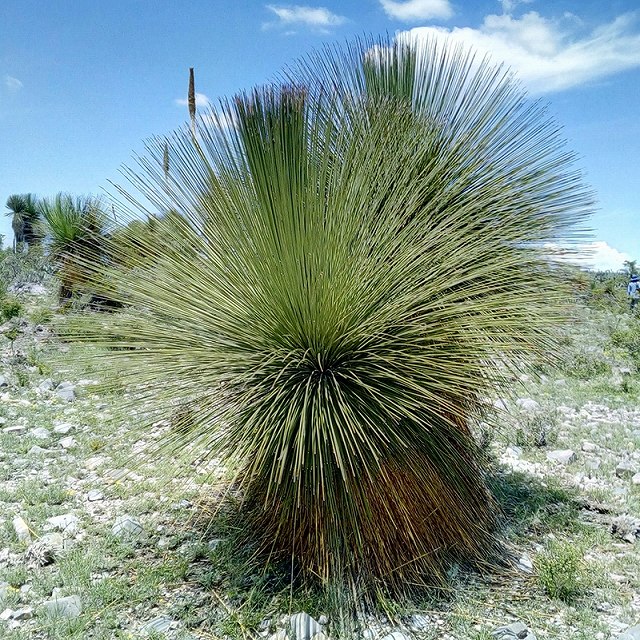 ①　ダシリリオン　クアドラングラツム　14号　特大苗木最高等級 ② ダシリリオン クアドラングラツム 14号 特大苗木最高等級