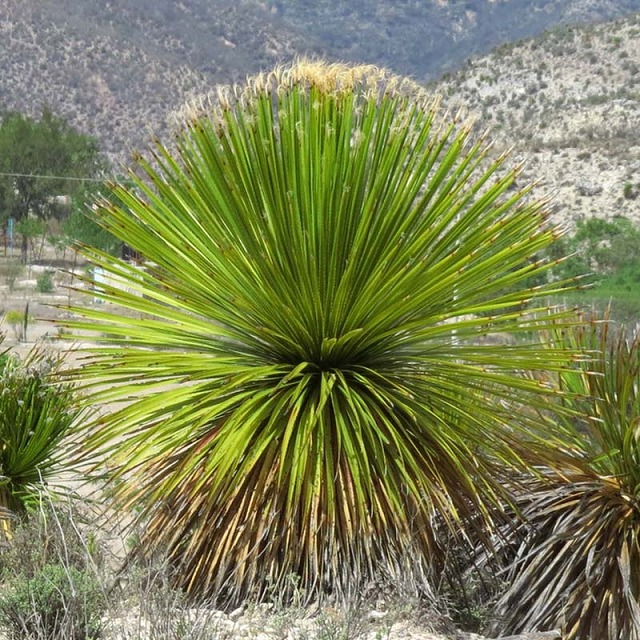 楽天市場】【選べる現品発送】ダシリリオン クアドラングラツム 7号