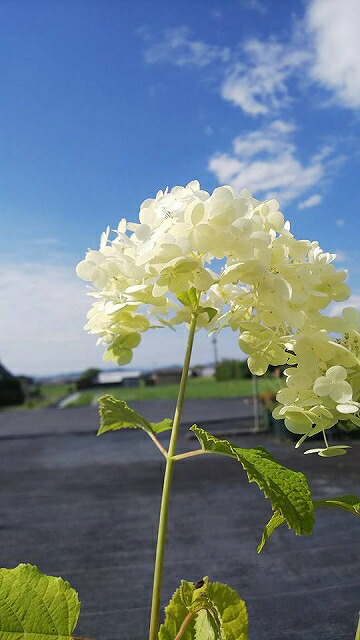 楽天市場 アジサイ 紫陽花 アナベル苗 4号 12cm ポット植え 四国ガーデン楽天市場支店