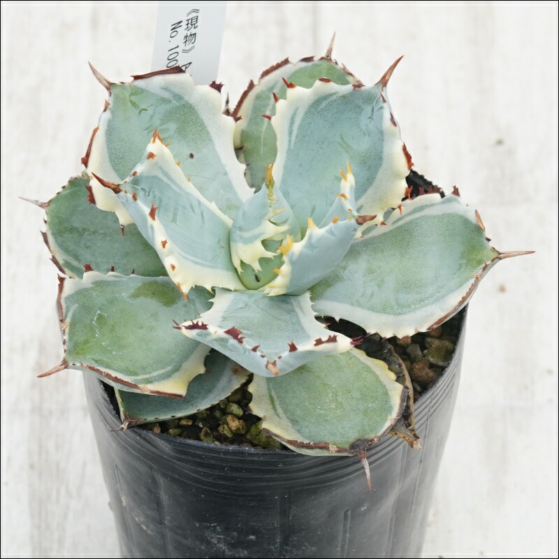 アガベ イシスメンシス カブトガニ錦 3年育成 美株 希少品 アガベ