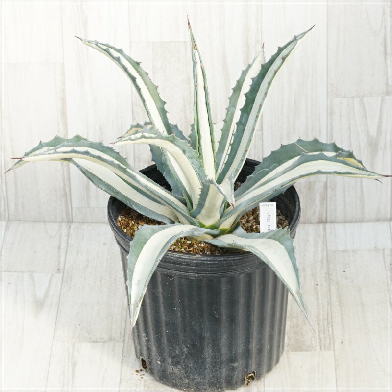 楽天市場】【現品】アガベ 那智の輝き（ナチノカガヤキ） 8号鉢植え