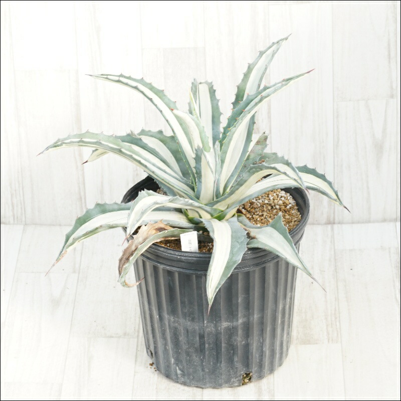 楽天市場】アガベ・アメリカーナ「華厳」 大株 ※7号規格 抜き苗 : 四国