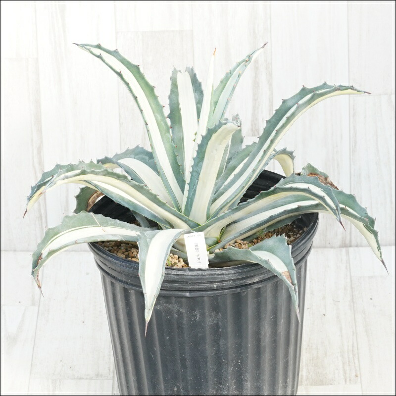 楽天市場】アガベ・アメリカーナ「華厳」 大株 ※7号規格 抜き苗 : 四国