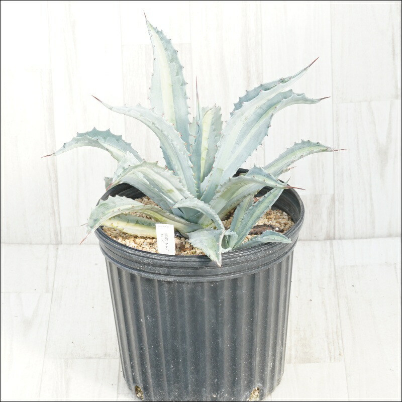 楽天市場】アガベ・アメリカーナ「華厳」 大株 ※7号規格 抜き苗 : 四国