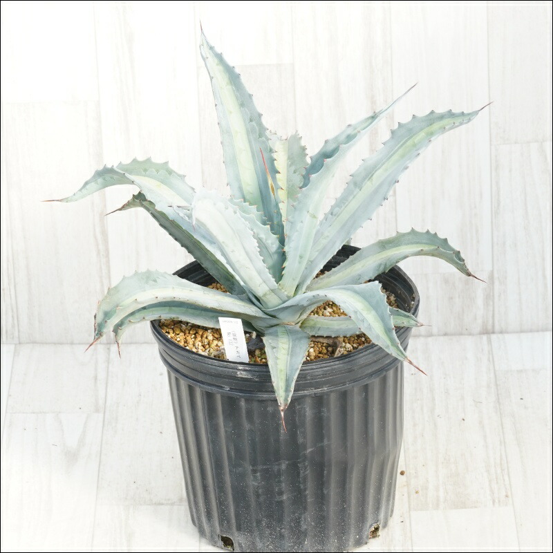 楽天市場】アガベ・アメリカーナ「華厳」 大株 ※7号規格 抜き苗 : 四国