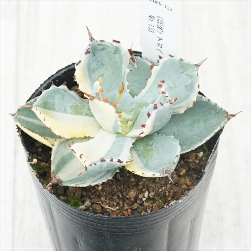 楽天市場】【現品・現物 】アガベ イシスメンシス アガベ・カブトガニ