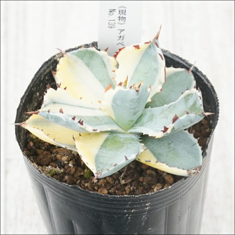 アガベ イシスメンシス カブトガニ錦 3年育成 美株 希少品 アガベ