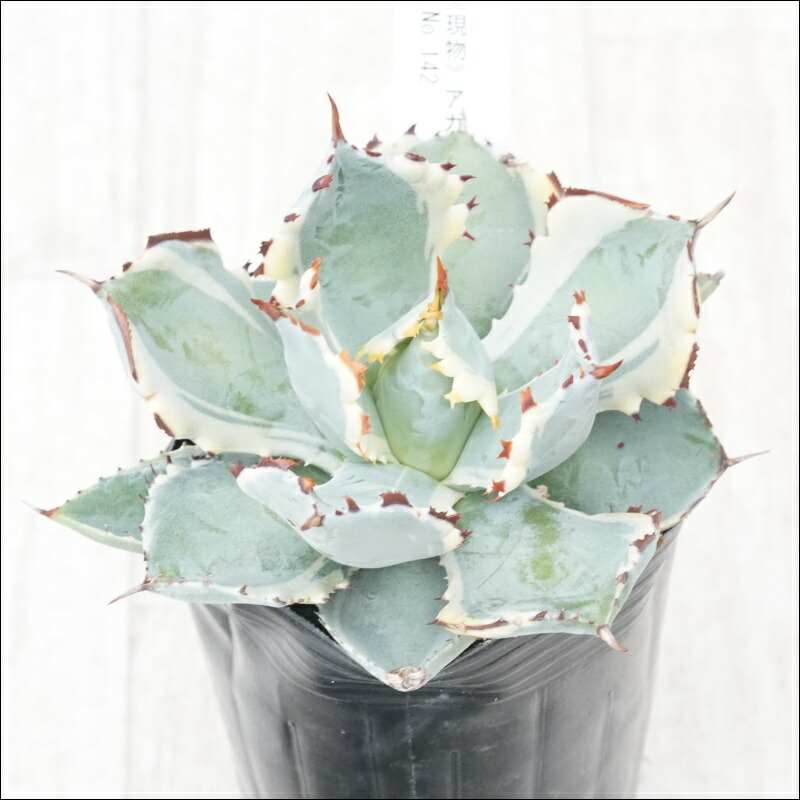 楽天市場】【現品・現物 】アガベ イシスメンシス アガベ・カブトガニ