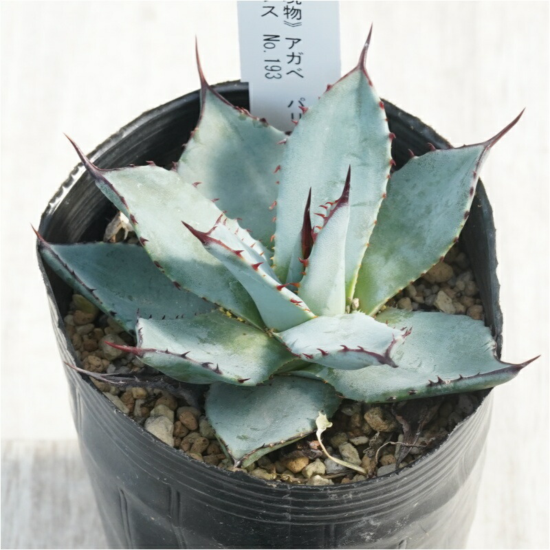 楽天市場】アガベ・パリー・フワチューケンシス（ホーチエンシス） 2号