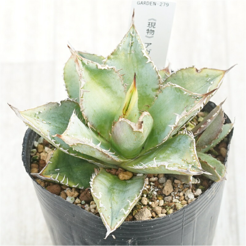 楽天市場】アガベ・チタノタ「豆豆龍（トトロ）」 3.5号鉢 : 四国