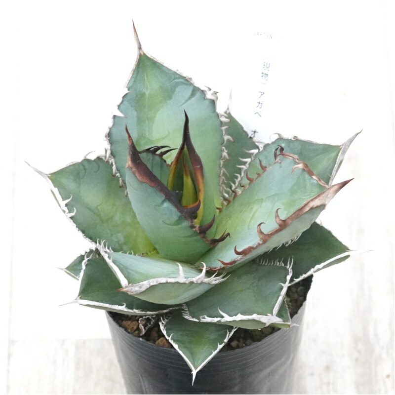 楽天市場】【現品・現物】【送料無料】アガベ・オテロイ 7号 MK番