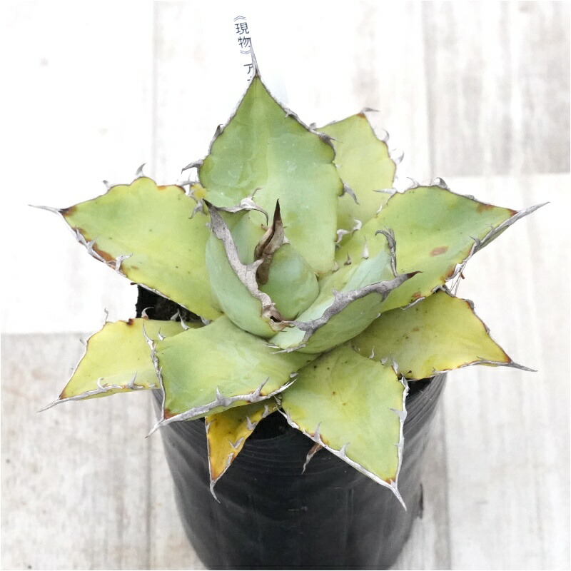 アガベ　オテロイ　レジェンド　親株出品 アガベ オテロイ レジェンド 親株出品 アガベオテロイ親株出品