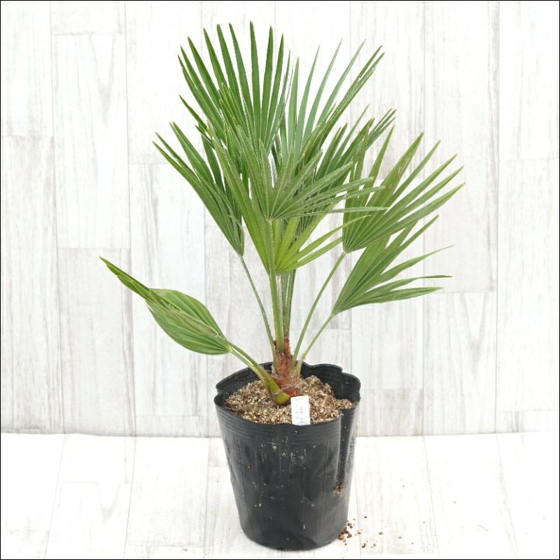 楽天市場】【現品】チャメロプス ボルケーノ 12号鉢植え【産直