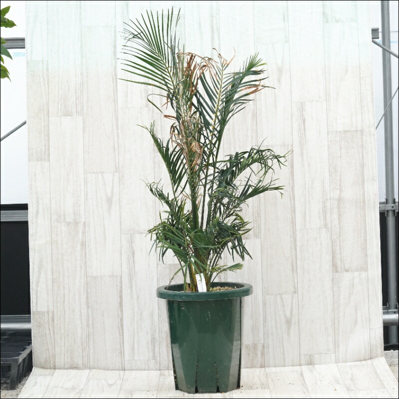 楽天市場】NEW!【現品・現物】マクロザミア・ムーレイ 10号 M6番