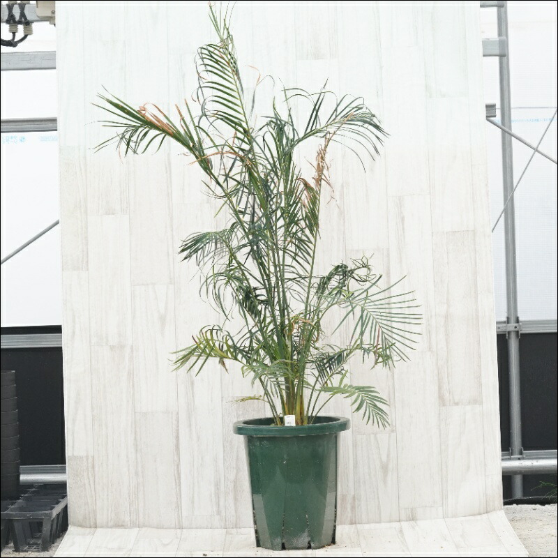 楽天市場】NEW!【現品・現物】マクロザミア・ムーレイ 10号 M6番