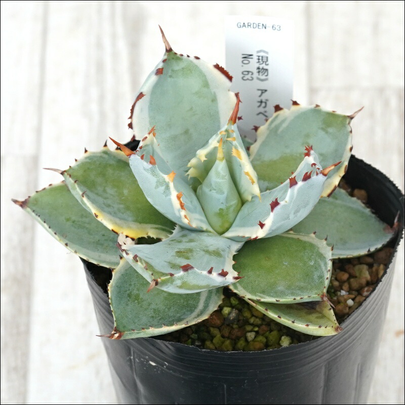 楽天市場】【現品・現物 】アガベ イシスメンシス アガベ・カブトガニ