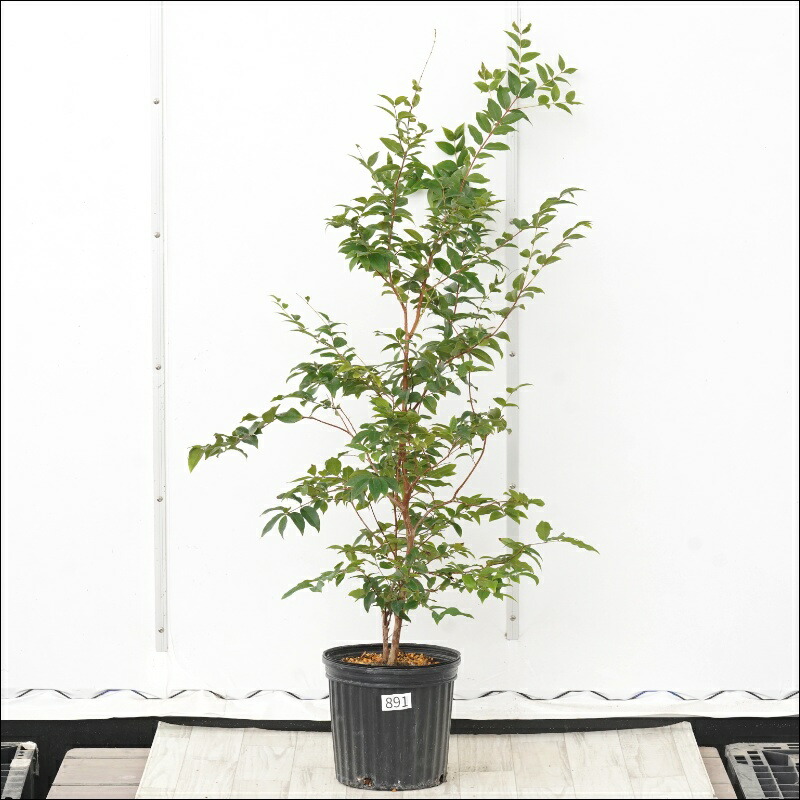 楽天市場】ジャボチカバ 7号スリット鉢植え 苗木 : 千草園芸