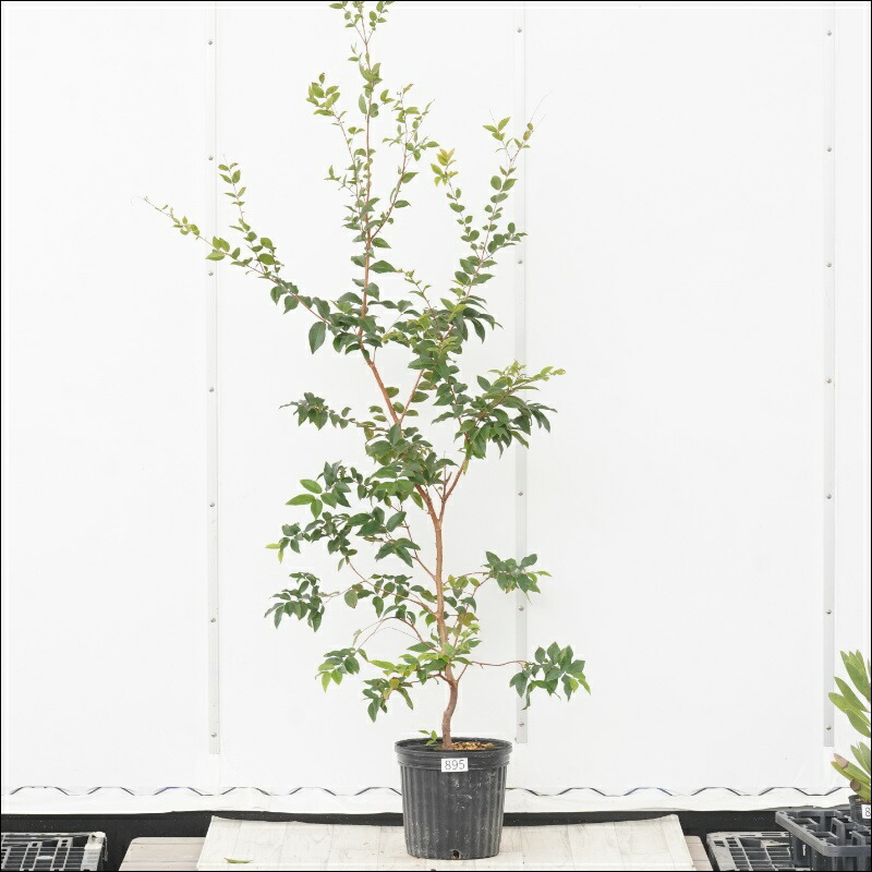 楽天市場】ジャボチカバ 7号スリット鉢植え 苗木 : 千草園芸