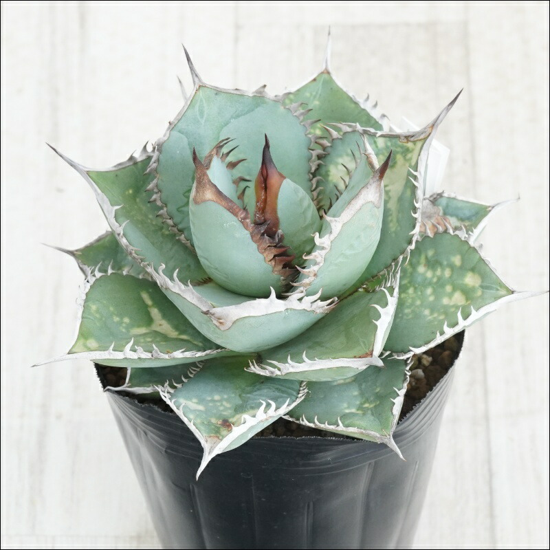 楽天市場】【選抜株】アガベ・オテロイ 特選ミニチュア陽炎 2号