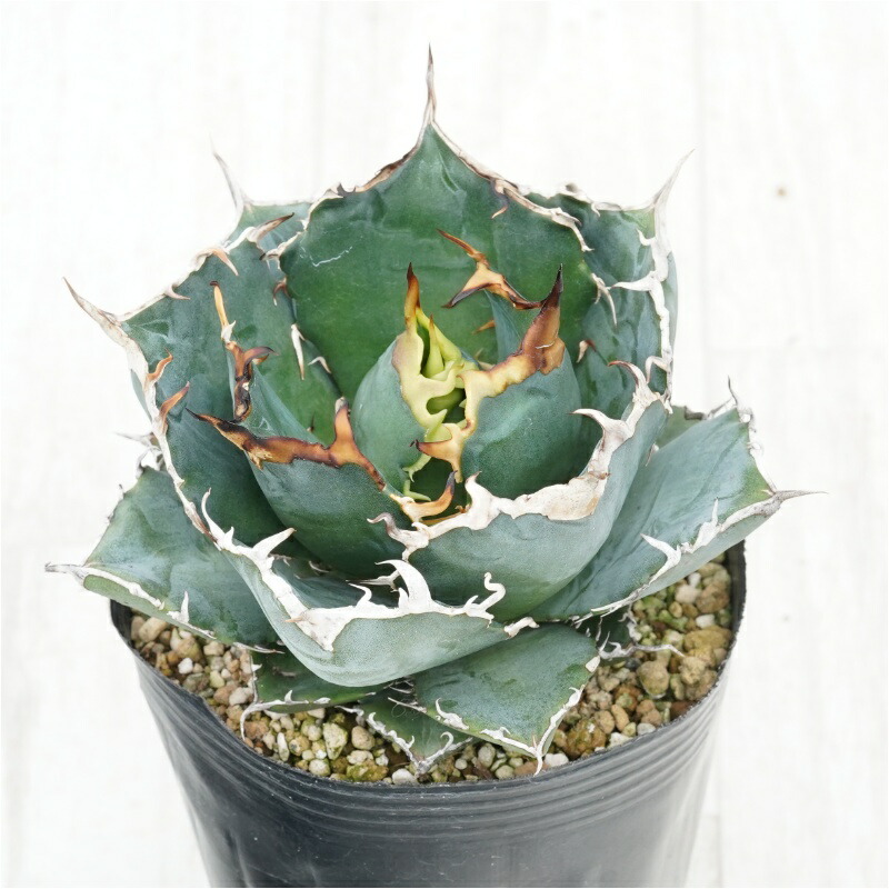 ジブリ グッズ 天空の城ラピュタ プランター ロボット兵の思い (2023