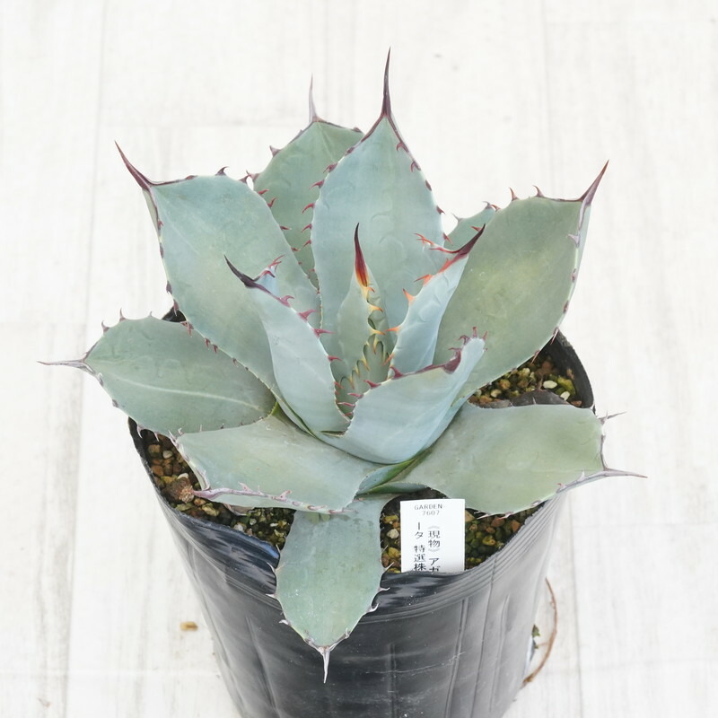ブルーグロー、パリートランカータ 楽天市場】アガベ パリートルンカータ（観葉植物｜花・観葉植物