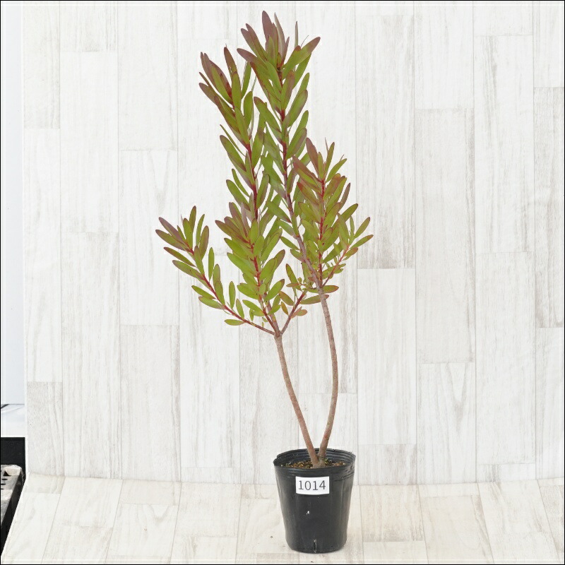 楽天市場】リュウカデンドロン（リューカデンドロン）サファリサン