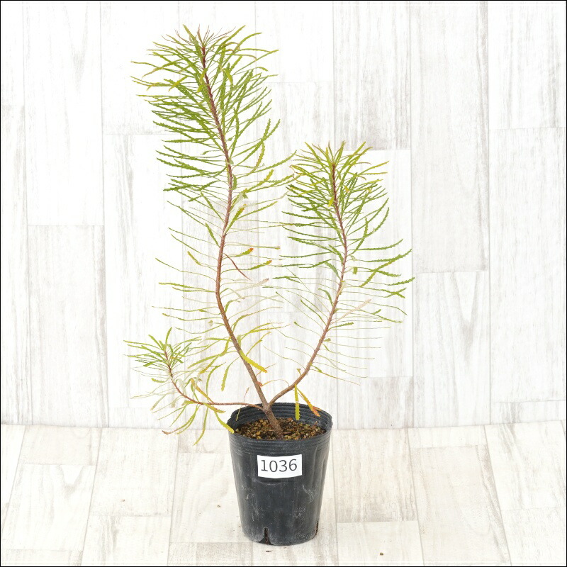 楽天市場】バンクシア・ヘアピン （スピヌロサ） 5号ポット苗 : 苗木部