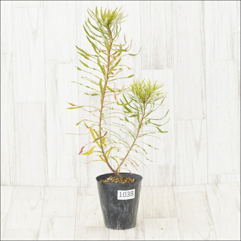 楽天市場】バンクシア・ヘアピン （スピヌロサ） 5号ポット苗 : 苗木部