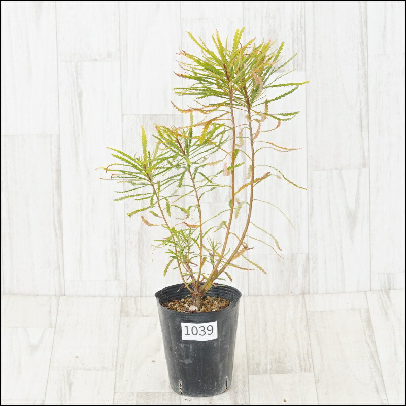 楽天市場】バンクシア・ヘアピン （スピヌロサ） 5号ポット苗 : 苗木部