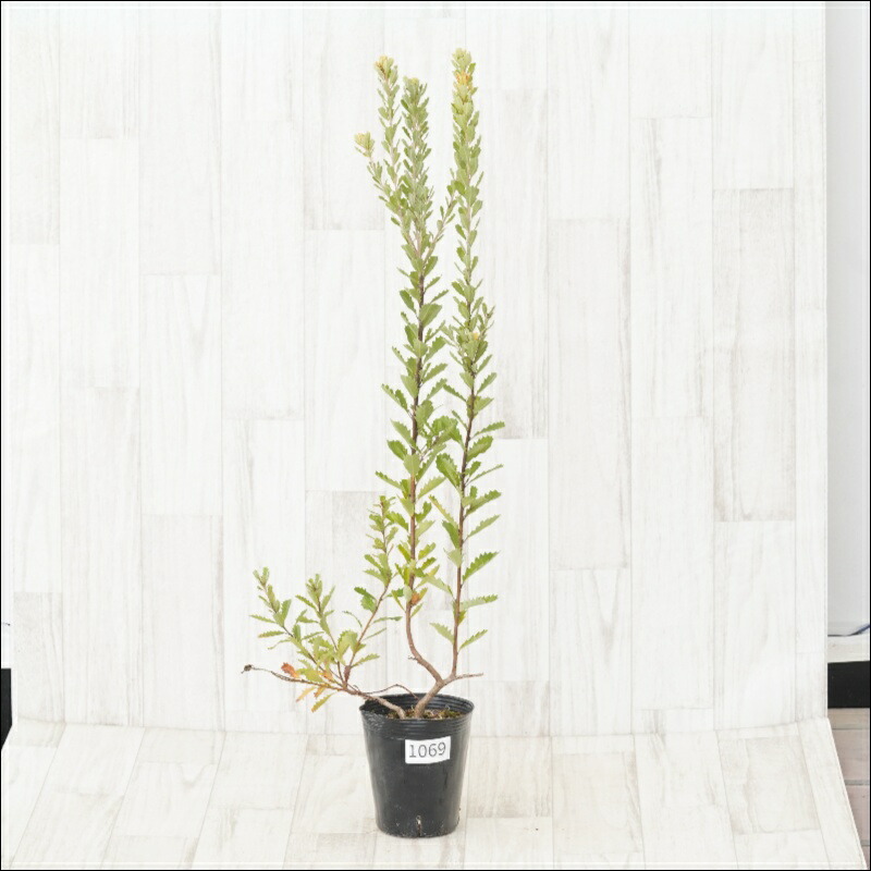 楽天市場】【現品・現物】ブリガミア・インシグニス Brighamia