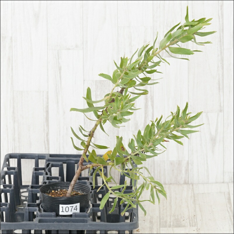 楽天市場】多肉植物 yukセンペルビウム 紅夕月 6cmポット : フラワー