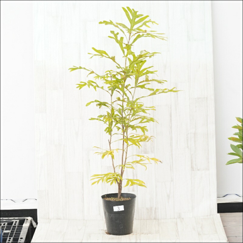 楽天市場】☆【現品・現物】ケラリア・ナマクエンシス 6号 : 松や