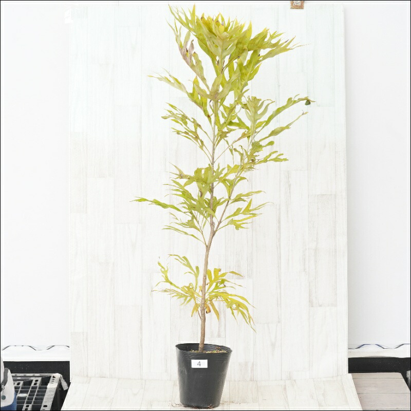 楽天市場】☆【現品・現物】ケラリア・ナマクエンシス 6号 : 松や