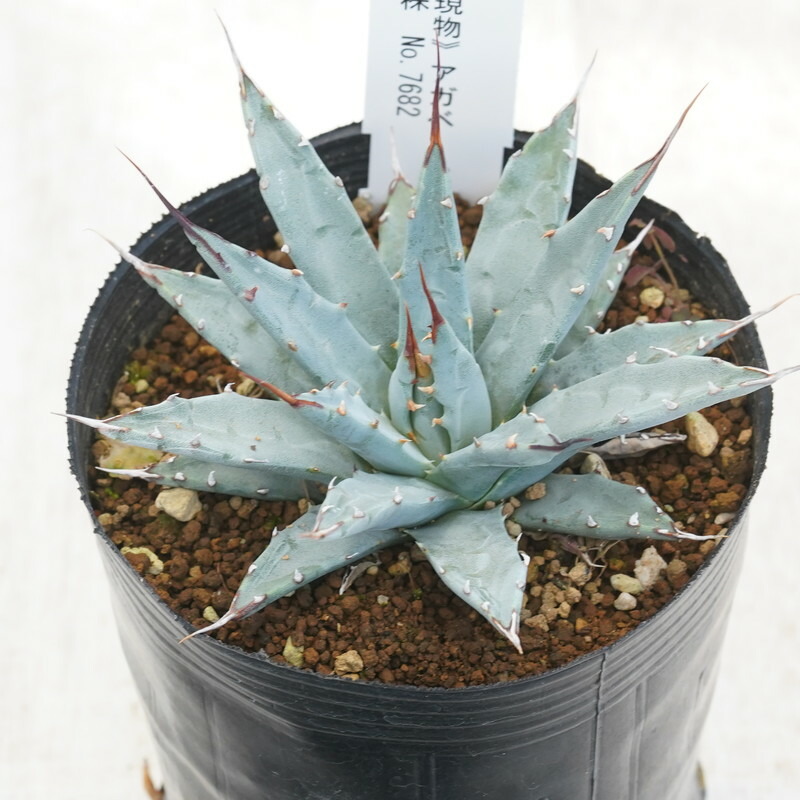 taka　アガベ セルシーノバ　一株 多肉植物：アガベ セルシーノバ*幅11cm : 遊恵盆栽 Yahoo!店