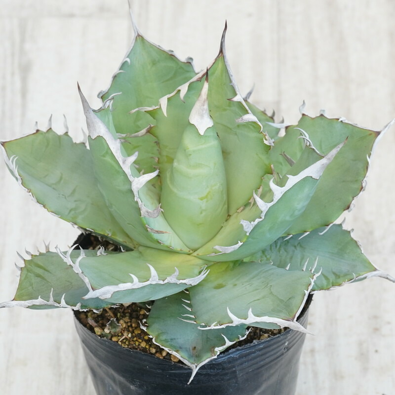 最終価格　アガベ　那智の輝き 多肉植物：アガベ アメリカーナ錦 那智の輝き*幅18cm
