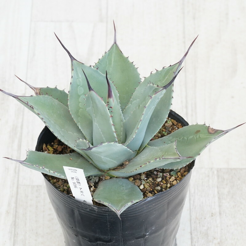 アガベ　吉祥天　抜き苗　30センチ① アガベ 吉祥天 抜き苗 30センチ① アガベ 吉祥天 抜き苗 30センチ①
