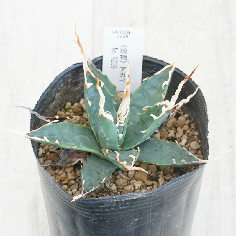 【選抜】アガベ エボリスピナ　ロングスパイン　実生　コレクション株 楽天市場】《現物》アガべ エボリスピナ ロングスパイン 特選株