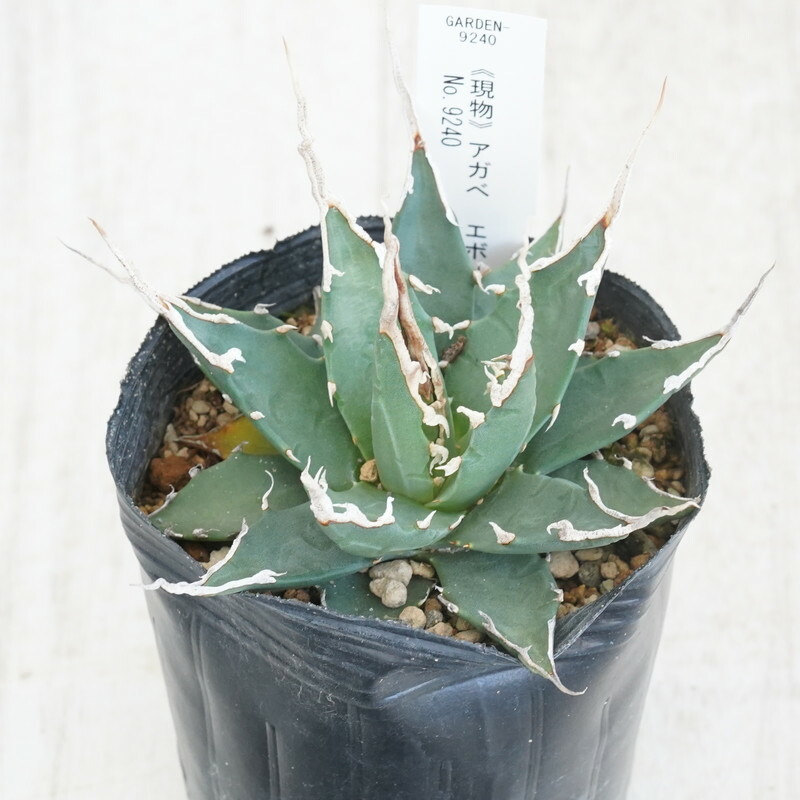 楽天市場】【現品】アガベ 鳳凰3.5号鉢 : 花まるマーケット