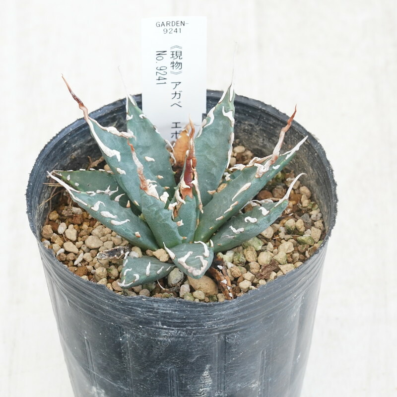 ◆アガベ！鳳凰！◆ shikoku-garden_xfb23014-3l