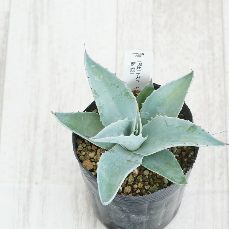 【現品】アガベ・オバティホリア・ワイドリーフ　10号鉢　うＣ番 楽天市場】【現品】アガベ オバテイフォリア 斑入り 10号