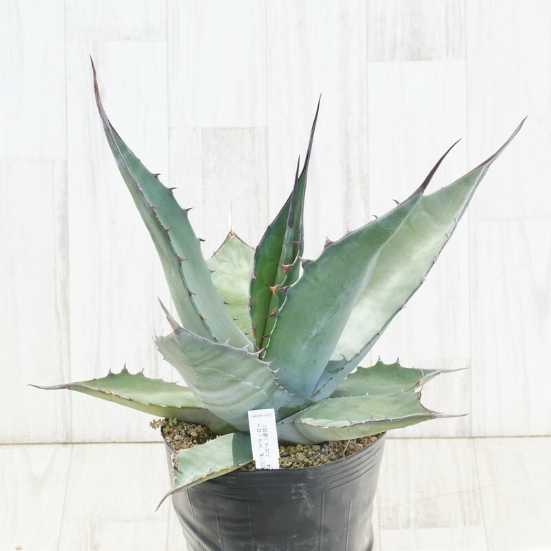 アガベ　ベルビル Yahoo!オークション - アガベ ベルビル ベルビーレ サルミアナ