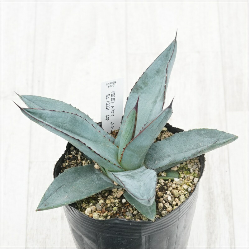 【現品】アガベ・リトルシャーク　ブルーエンペラー　ロイヤルクラウン　10号　R9 アガベ』【リトルシャーク】 : 【My Favorite Plants】