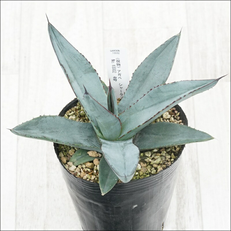 楽天市場】【現品】アガベ グレートホワイトシャーク 6号鉢植え【産直