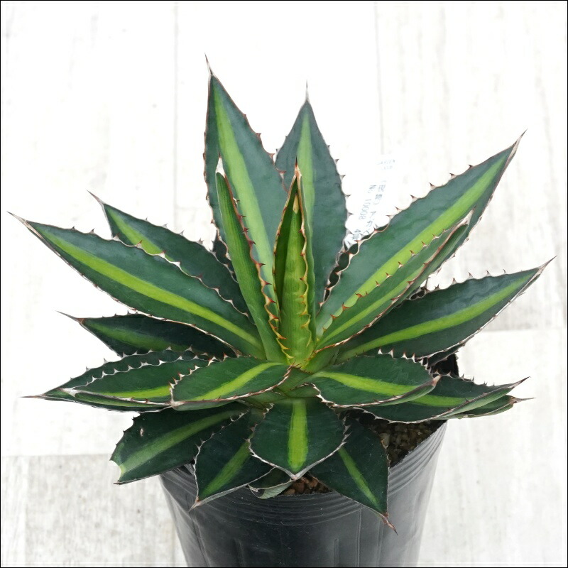 楽天市場】アガベ・エクスパンサ中斑 大株 ※7号規格 抜き苗 : 四国