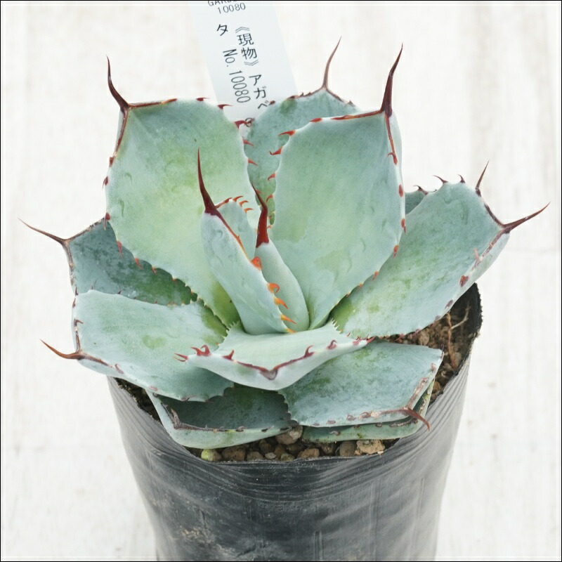 楽天市場】【特選】アガベ・パリー・トルンカータ ”ホワイトブルー丸葉