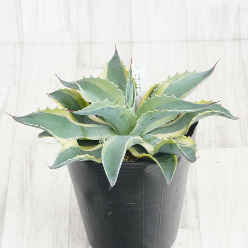 楽天市場】【現品発送】アガベ オバティフォリア【オルカ】 苗木